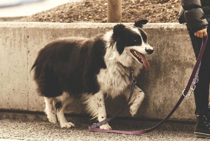 Loss Of Interest In Walks
