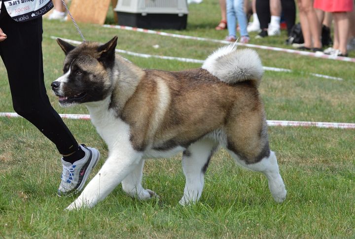 Stronger Guard Dog Reputation In The U.S.