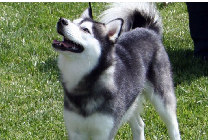 Loyal And Affectionate