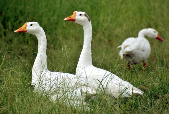 Geese
