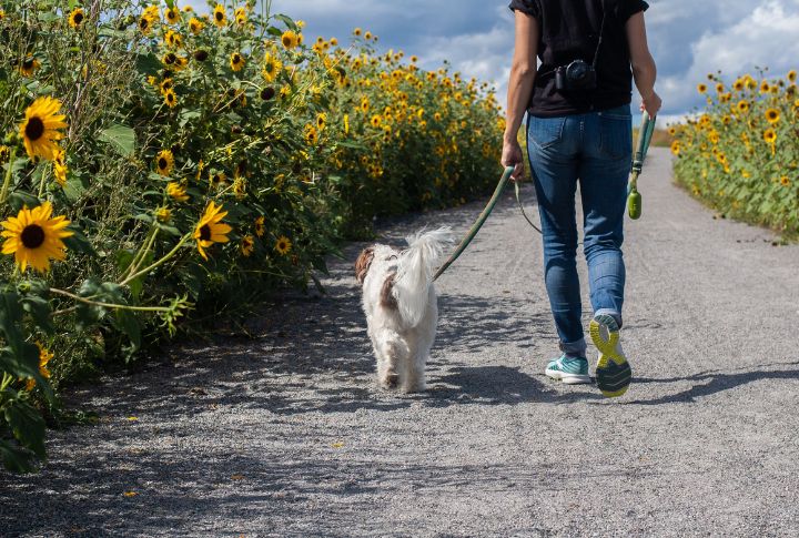 Dogs Are How Introverts Stay Connected To The World