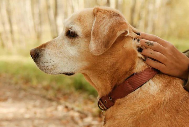 Keep Their Collar Or Leash As A Keepsake