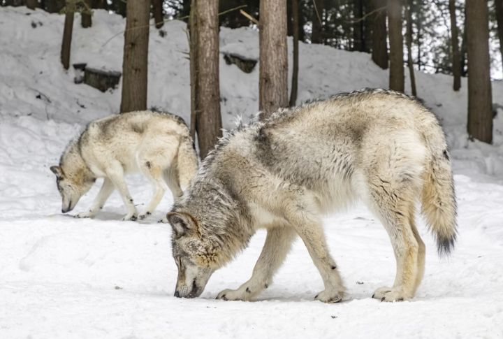 Alpha Pairs Raise Offspring With Strict Hierarchy