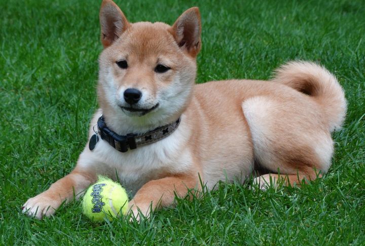 Shiba Inu