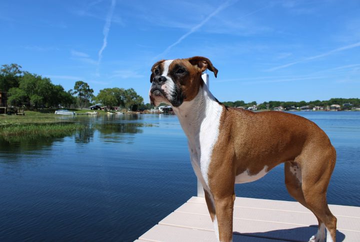 Boxer