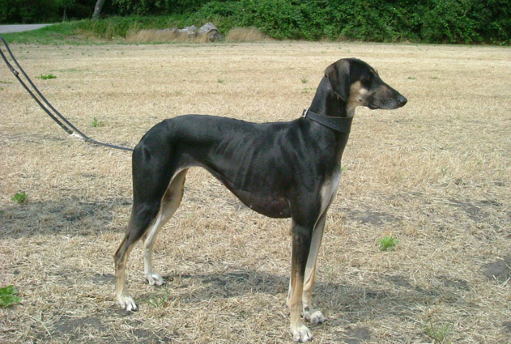 Sloughi