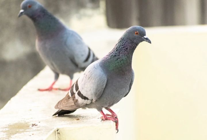 Pigeons: High-Flying Messengers