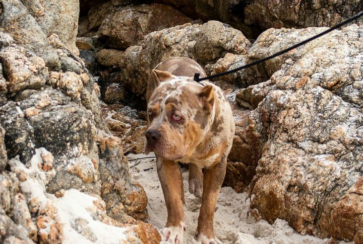 Leash Manners Turn Fear Into Curiosity