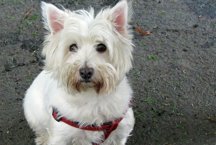 West Highland Terrier