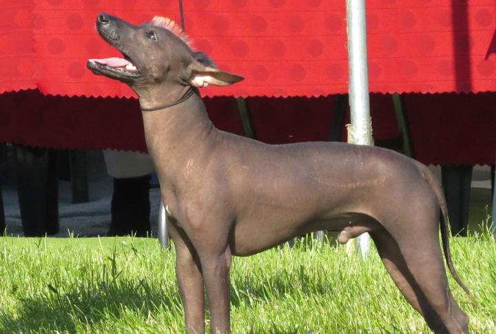 Xoloitzcuintli (Mexican Hairless Dog)