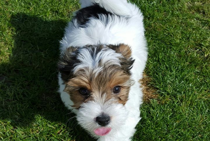 Biewer Terrier