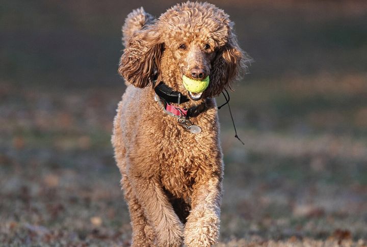 Standard Poodles