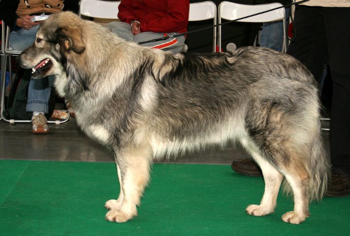 Thick Double Coat For Harsh Conditions