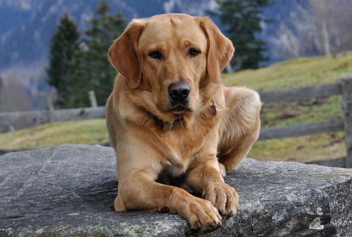 “Bella” The Labrador