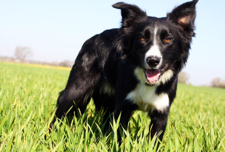 Gemini: Border Collie