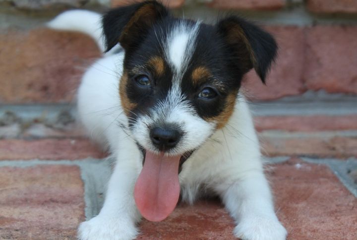 Jack Russell Terrier