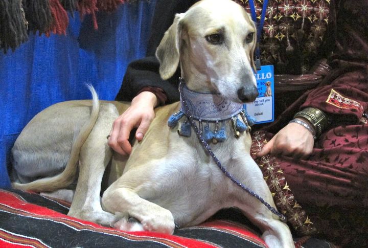 Aristocrats Embraced Saluki Beyond The Court