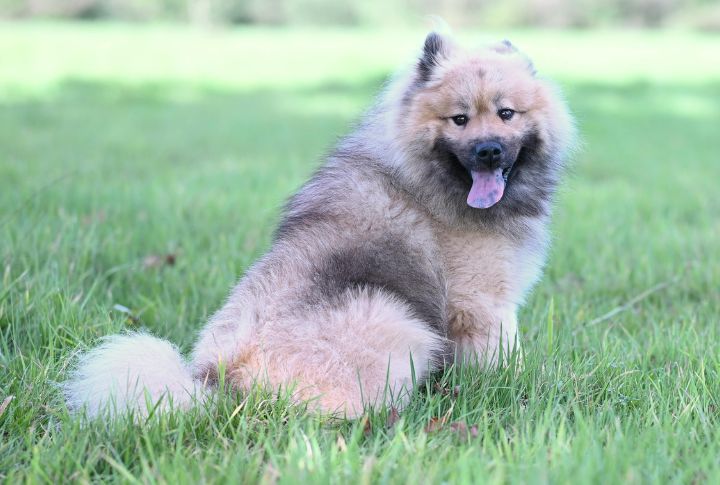 Chow Chow Demonstrates Aloofness And Stubbornness