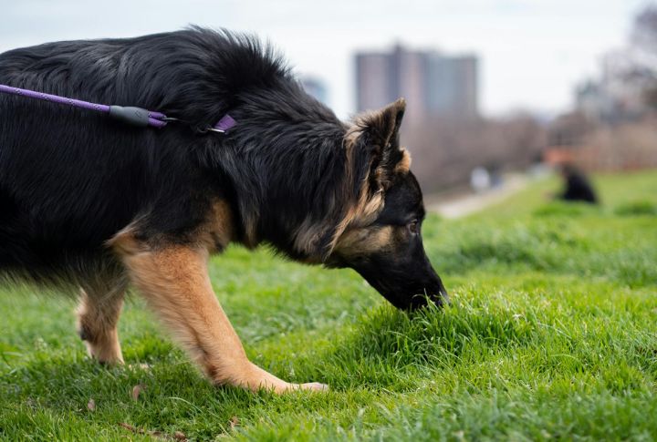 Allow Sniffing, But In Moderation