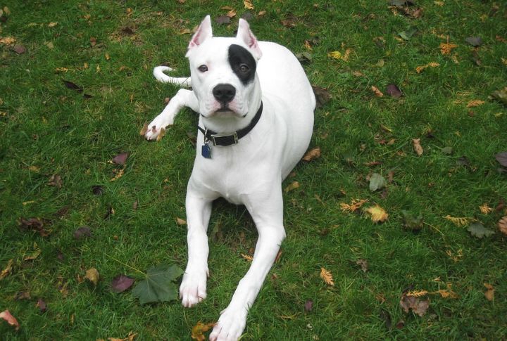 Dogo Argentino
