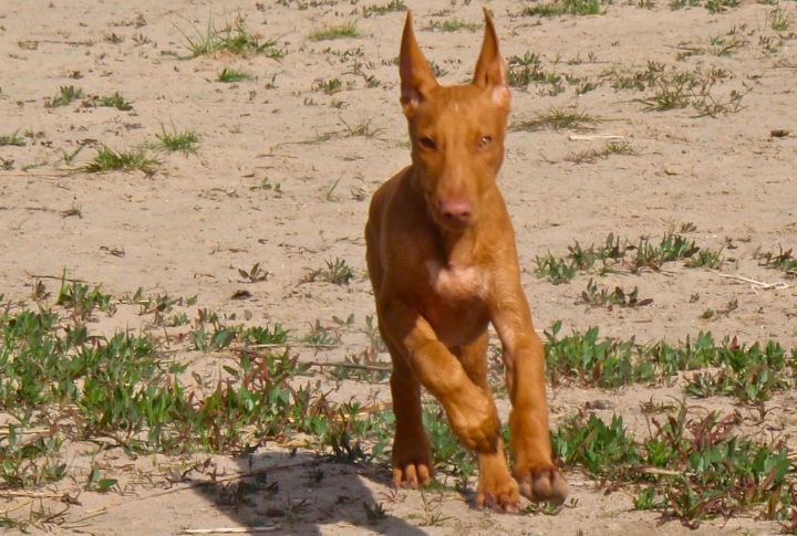 Lightning In Dog Form