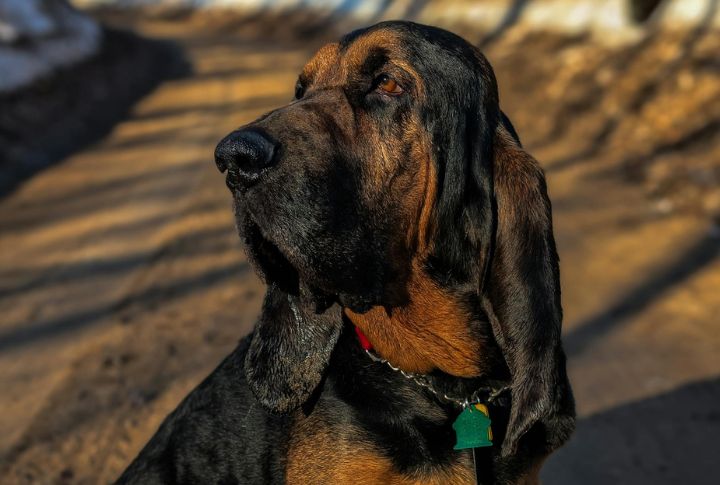 Ears That Help With Tracking