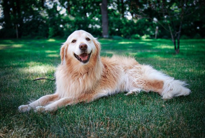 Golden Retrievers