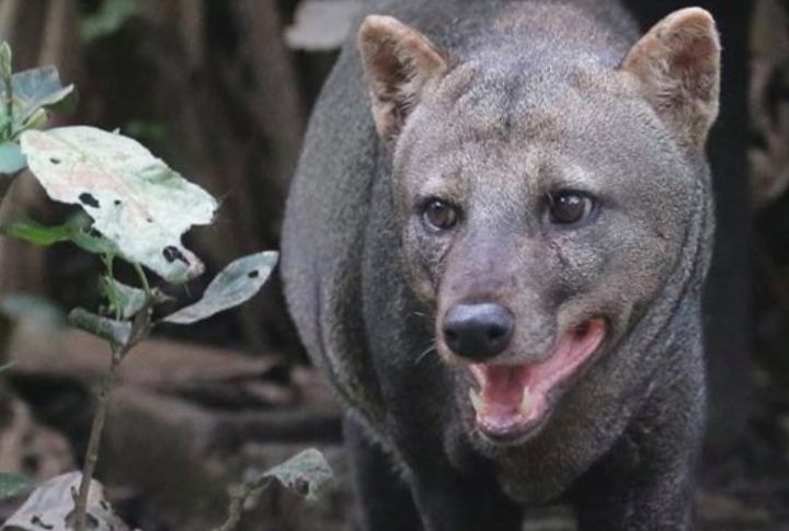 Short-eared Dog