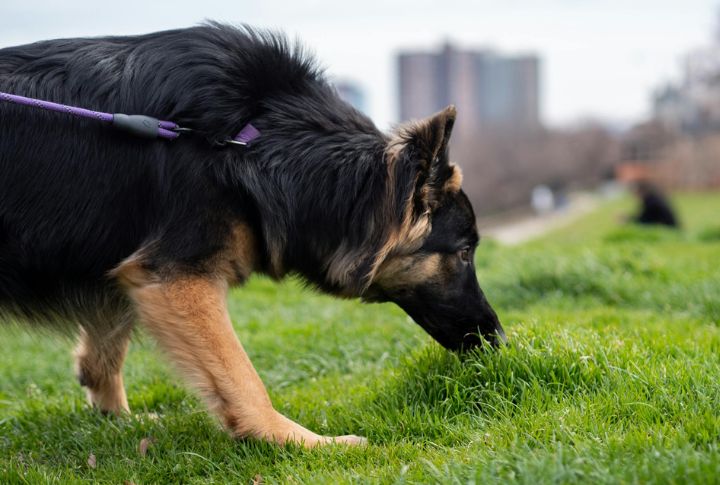 German Shepherd