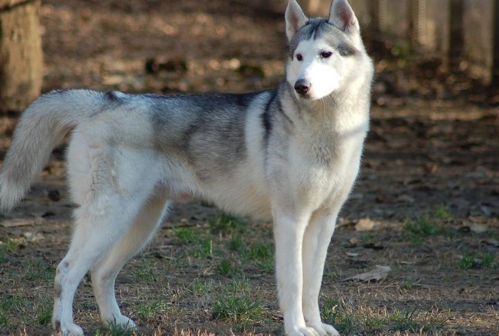 Siberian Husky