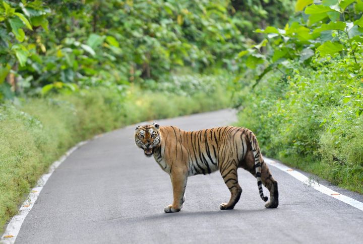 Dholes Pressure Tigers Away From Their Kills