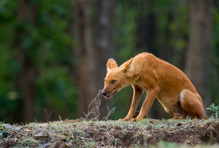 Dholes Attack From All Sides