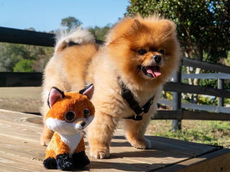pomeranian dog, puppy, pomeranian, dog, cute, animal, nature, canine, adorable, pet, mammal, small, fur, breed, happy, fluffy, looking, funny, brown, hair, doggy