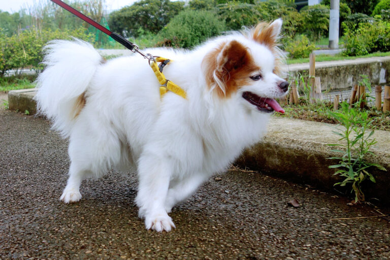 30 Small Dog Breeds That Stay Adorably Puppy-Sized Forever - Dog Breed Pro