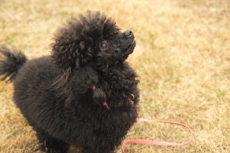 30 Small Dog Breeds That Stay Adorably Puppy-Sized Forever - Dog Breed Pro