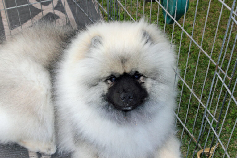 The 15 Calmest Dog Breeds