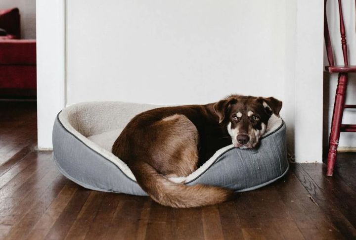 Provide Soft Bedding And Comfort Items