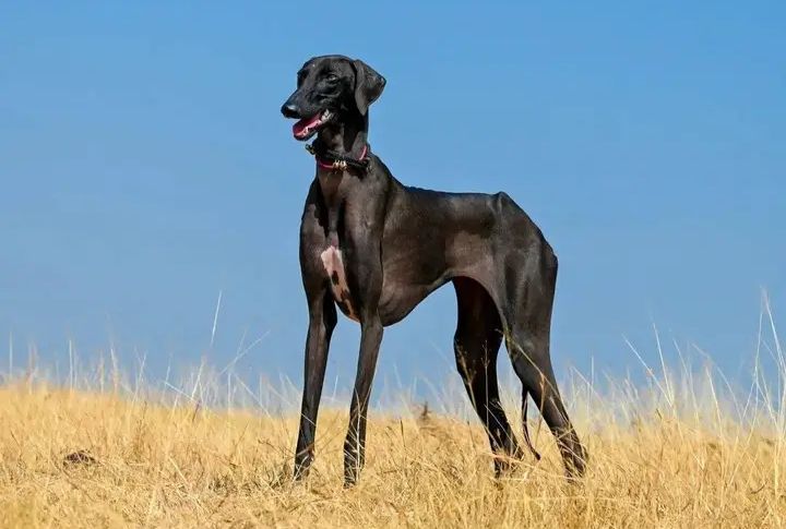 Mudhol Hound