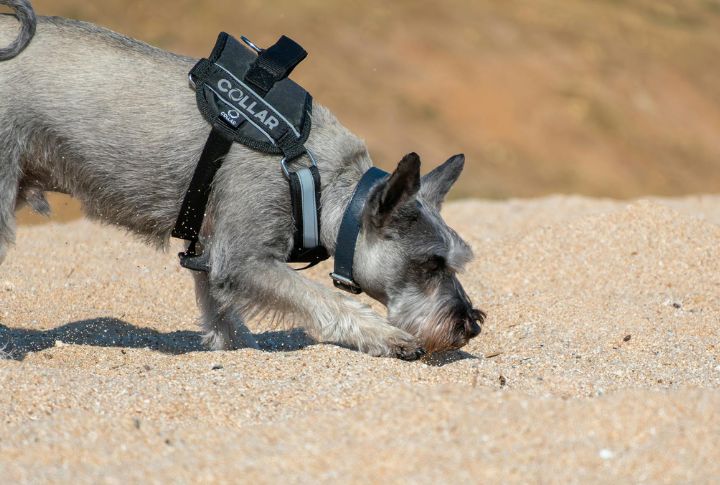 They Patrol Like They Own The Block