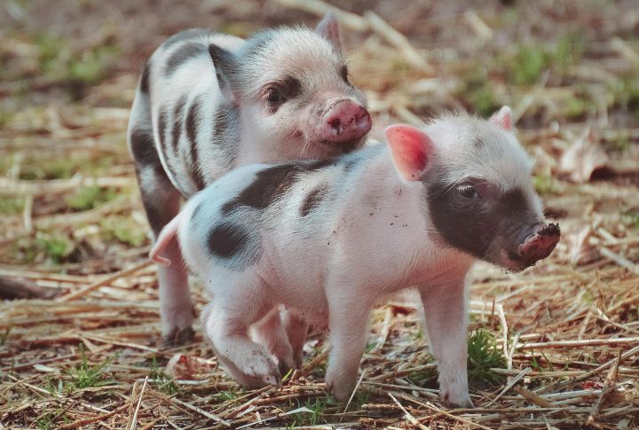 Mini Pigs