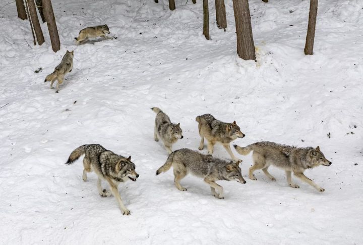 Wolves Travel Miles Daily For Food And Safety