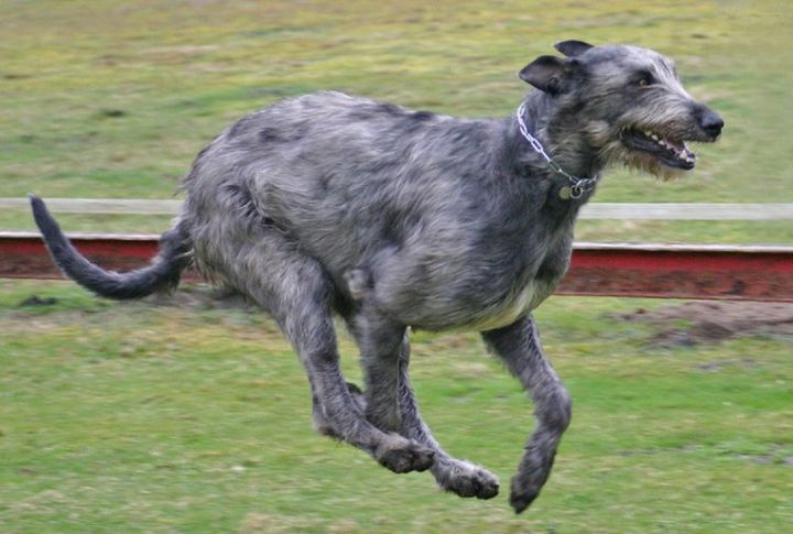 Formidable Hunter