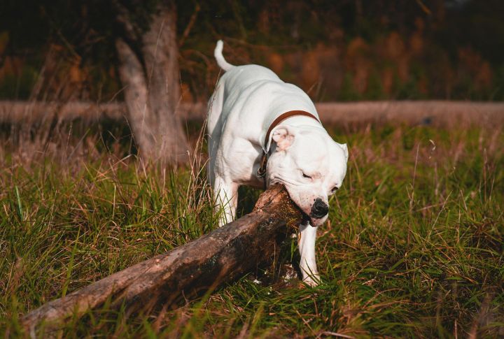 American Bulldog