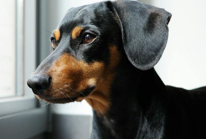 Little Dachshunds