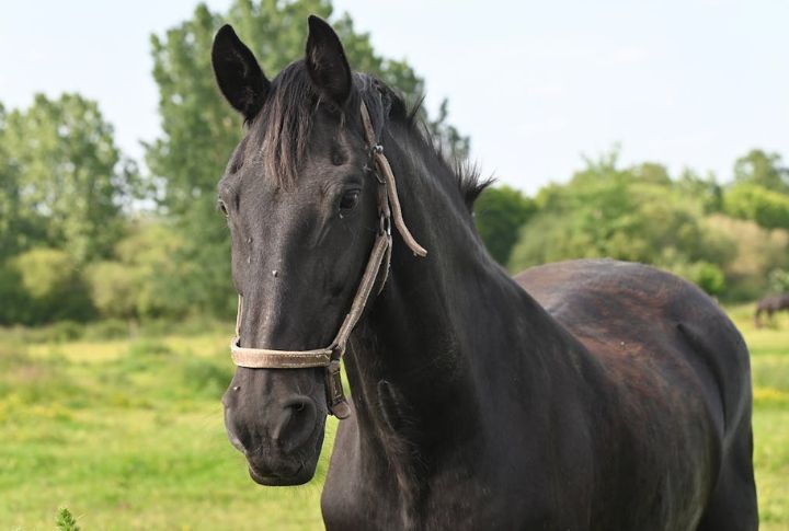 Horses: Old School, Still Useful
