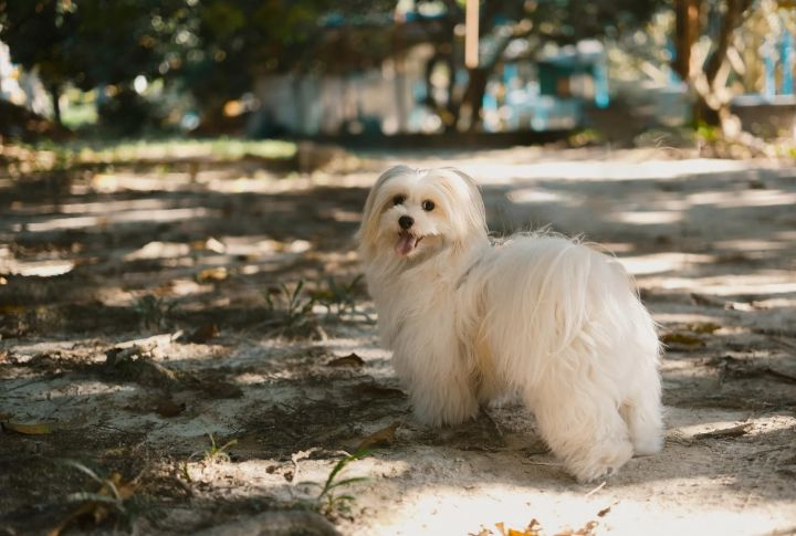 Maltese