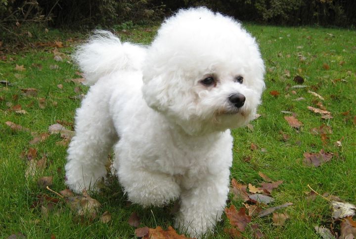 Bichon Frise