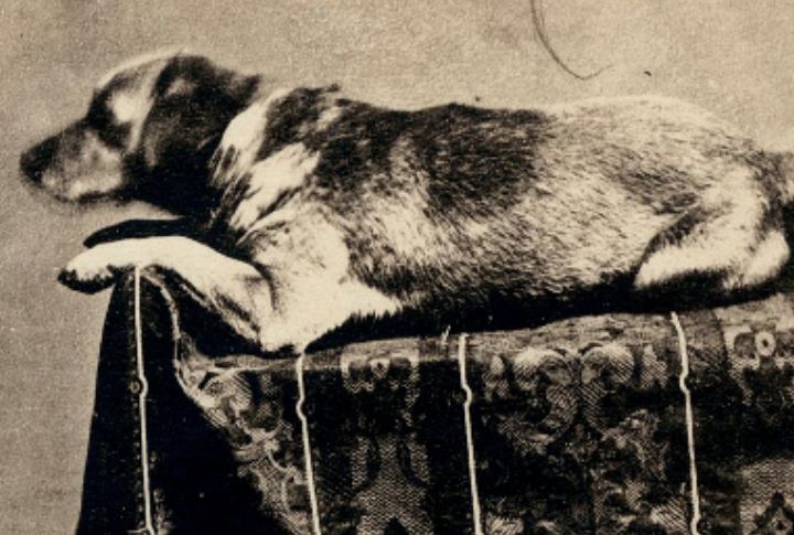 Abraham Lincoln: Fido