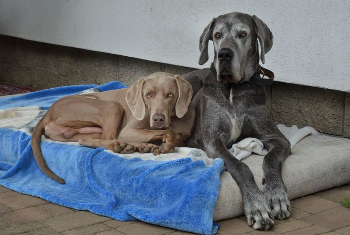 Separation Anxiety Can Be A Challenge