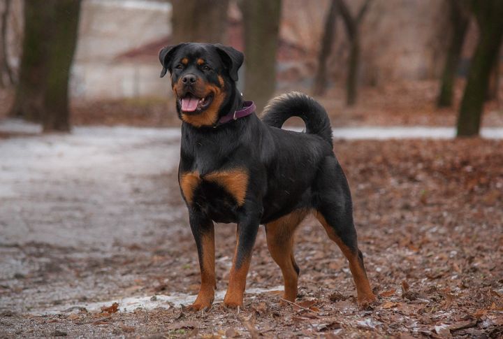 “Diesel” The Rottweiler